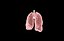 Polmone modello 3d con lobi con precisione medica