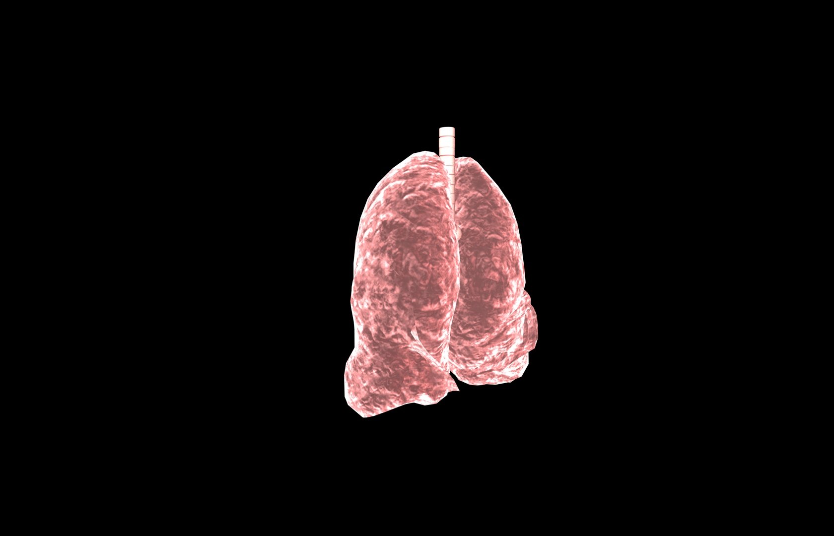 3d model of lung medical https://p.turbosquid.com/ts-thumb/Zf/FR2MTj/Lwd4EiqH/lung0011/jpg/1376229594/1920x1080/fit_q87/16316d071ee6773d618df3e7fd616675c8797d8d/lung0011.jpg