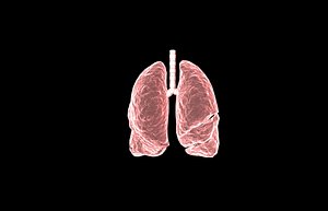3d model of lung medical