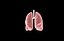 Polmone modello 3d con lobi con precisione medica