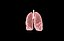 Polmone modello 3d con lobi con precisione medica