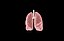 Polmone modello 3d con lobi con precisione medica