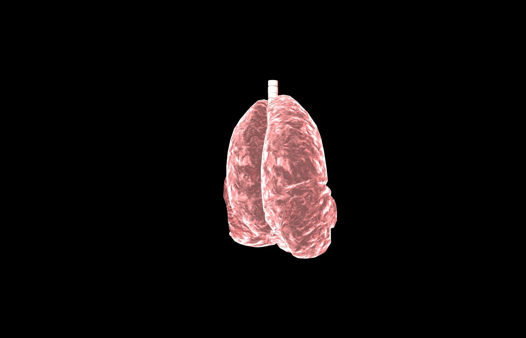 3d model of lung medical https://p.turbosquid.com/ts-thumb/Zf/FR2MTj/bXyHvUDL/lung0031/jpg/1376229595/1920x1080/fit_q87/87bd1751d59212ff4fb26d94349a41df61a50b24/lung0031.jpg