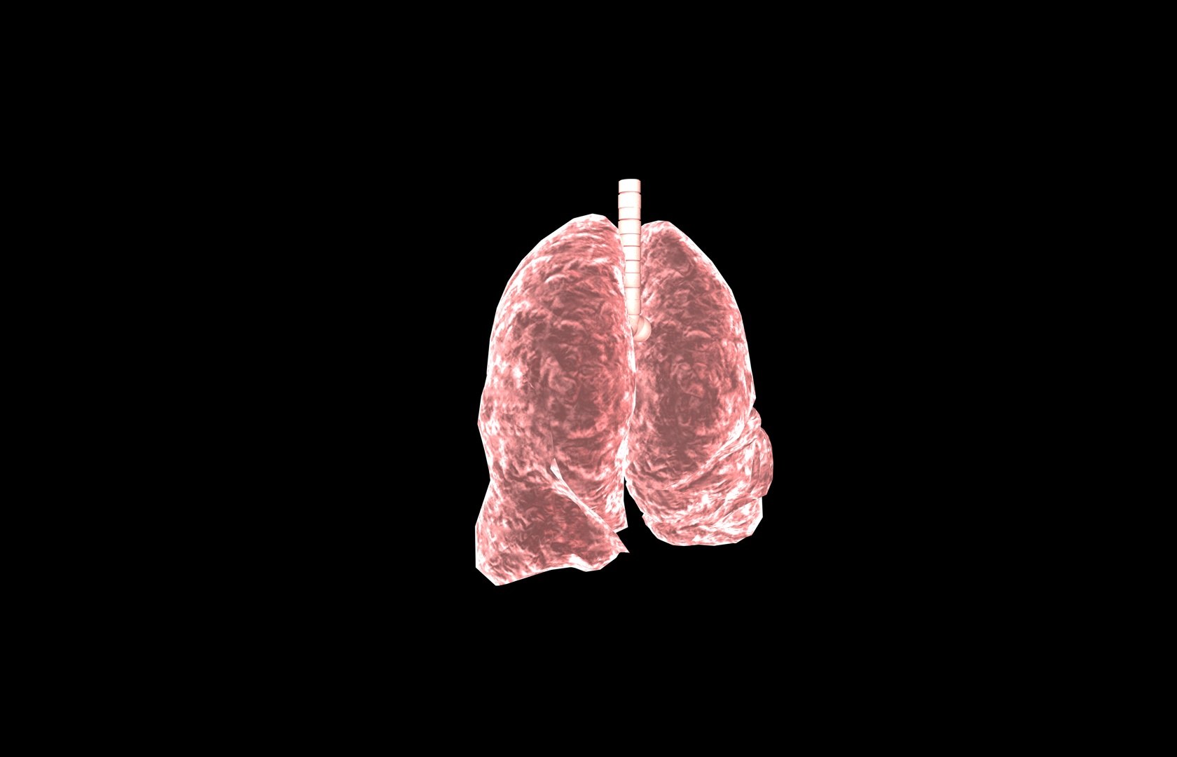 3d model of lung medical https://p.turbosquid.com/ts-thumb/Zf/FR2MTj/mOUFjAgX/lung0010/jpg/1376229594/1920x1080/fit_q87/84179f23b9811e6e68378b759f217411d77f14c5/lung0010.jpg