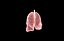 Polmone modello 3d con lobi con precisione medica
