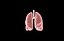 Polmone modello 3d con lobi con precisione medica