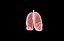Polmone modello 3d con lobi con precisione medica