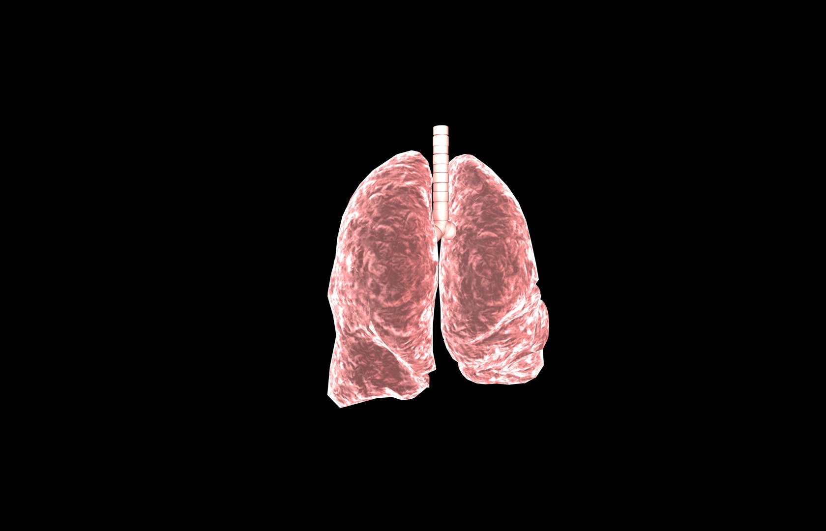 3d model of lung medical https://p.turbosquid.com/ts-thumb/Zf/FR2MTj/xVW79CkF/lung0009/jpg/1376229594/1920x1080/fit_q87/15c2c6df68e9e294e5125ec491ac90be71caa886/lung0009.jpg