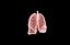 Polmone modello 3d con lobi con precisione medica
