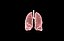 Polmone modello 3d con lobi con precisione medica