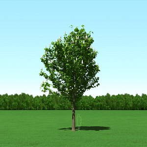 Blooming Chestnut (Castanea) Tree