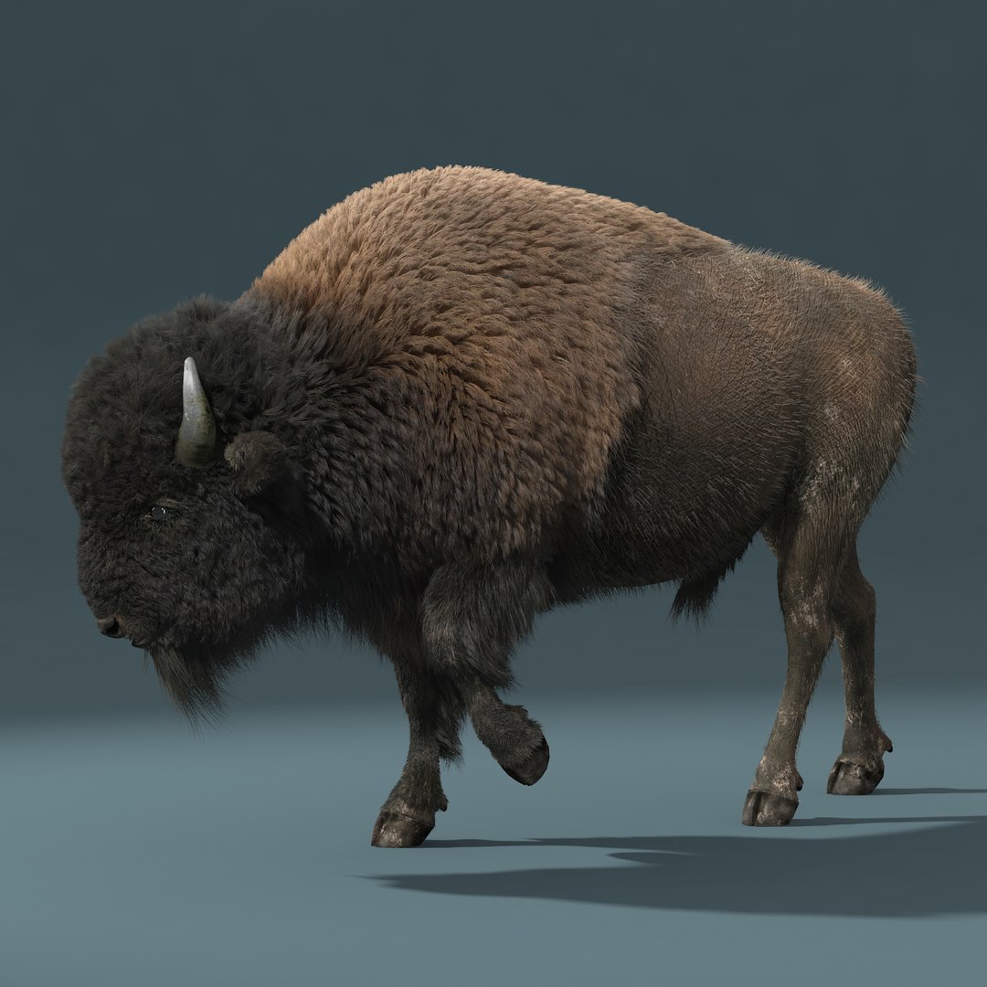 American Bison Fur Animation 3d Max