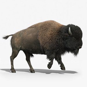 Bison(FUR)(ANIMATED)