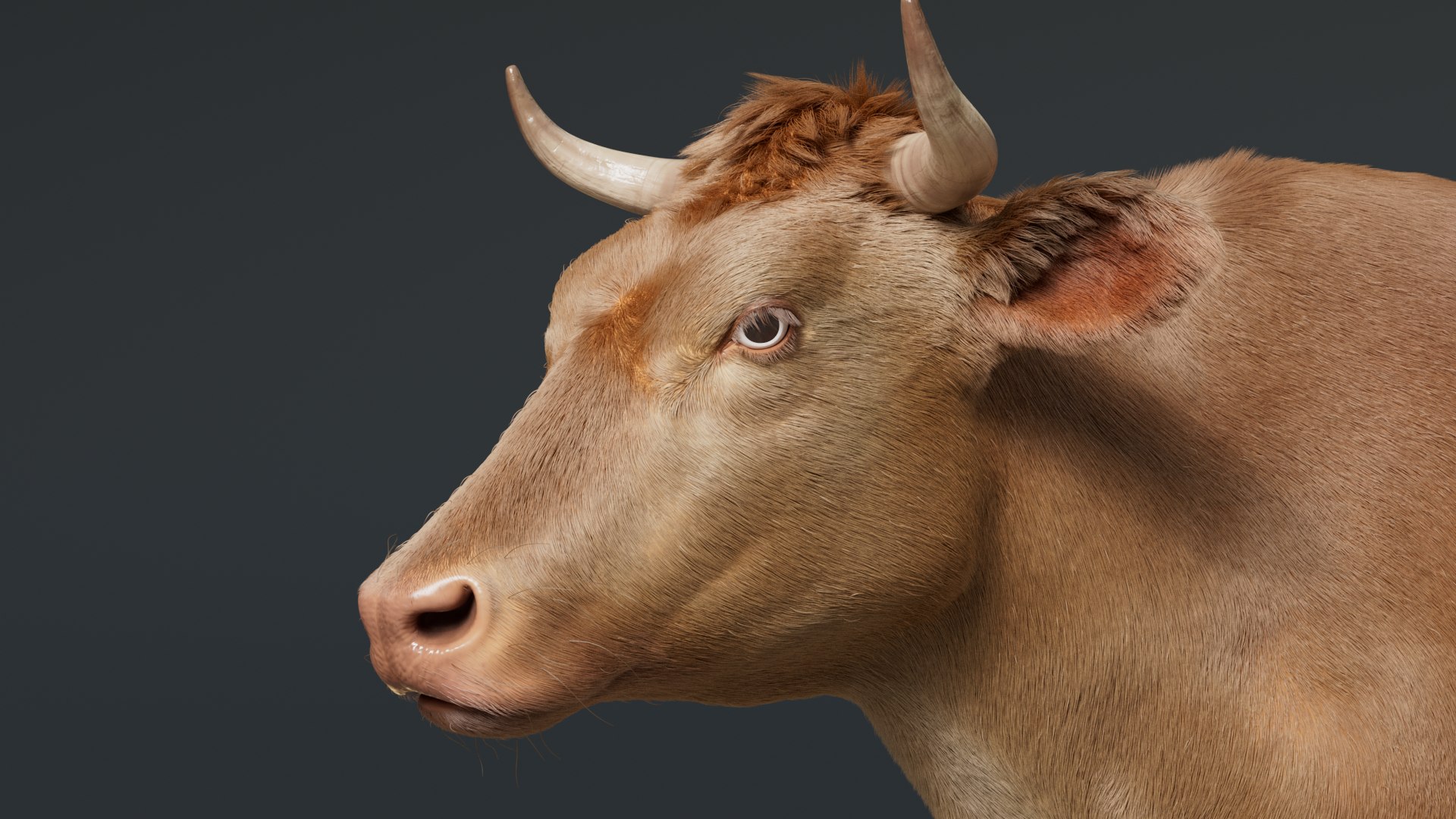 Cow With Fur 3 Textures 3D Model - TurboSquid 2082269