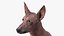 Xoloitzcuintle Mexican Hairless Breed Dog Fur