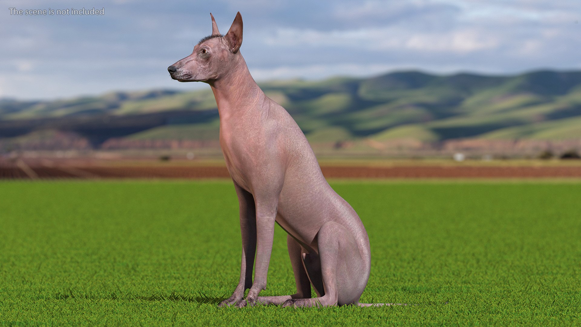 3D Xoloitzcuintle Mexican Hairless Breed Dog Fur https://p.turbosquid.com/ts-thumb/Zf/YBlXPQ/8C/xoloitzcuintlemexicanhairlessbreeddogfurmb3dmodel003/jpg/1702093369/1920x1080/fit_q87/22df226b8325d7fdcc254f261172eac14dbbbbbc/xoloitzcuintlemexicanhairlessbreeddogfurmb3dmodel003.jpg