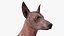Xoloitzcuintle Mexican Hairless Breed Dog Fur