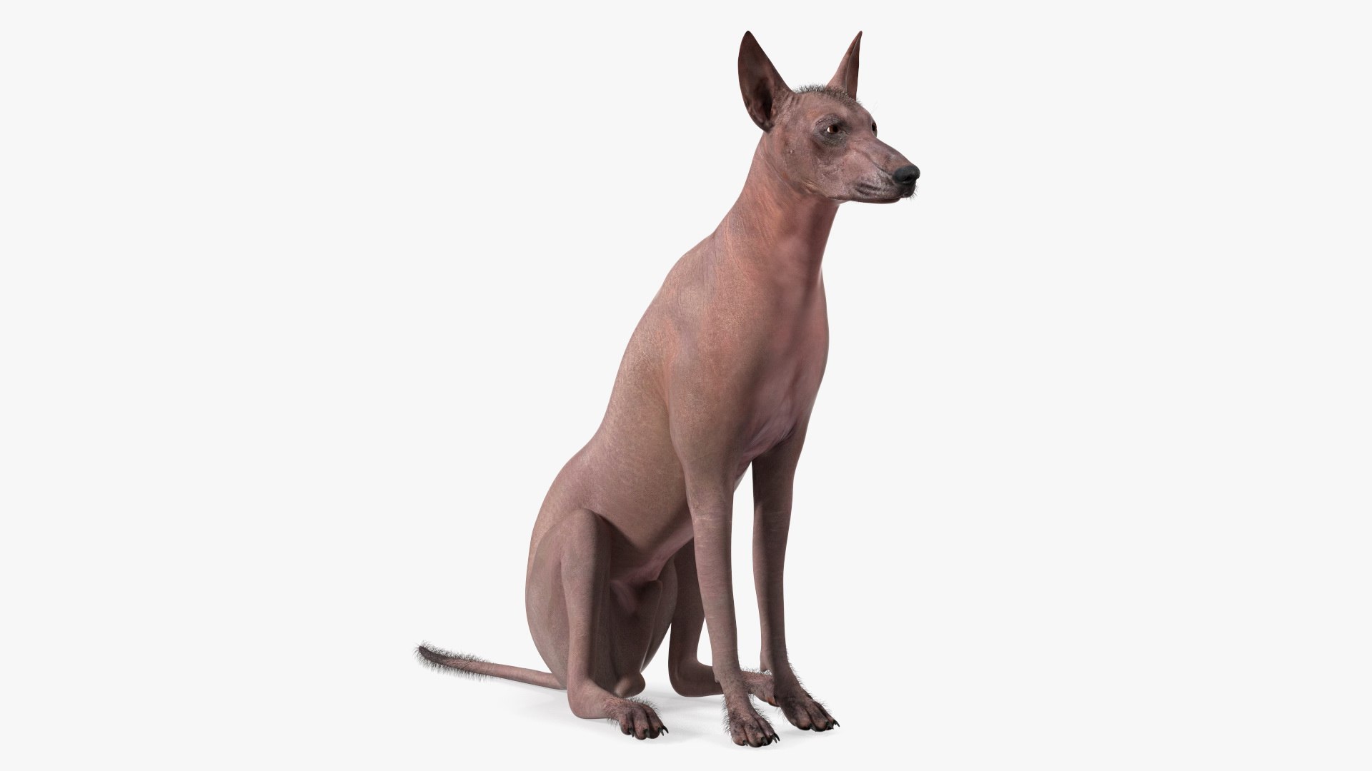 3D Xoloitzcuintle Mexican Hairless Breed Dog Fur https://p.turbosquid.com/ts-thumb/Zf/YBlXPQ/L5/xoloitzcuintlemexicanhairlessbreeddogfurmb3dmodel008/jpg/1702093389/1920x1080/fit_q87/d3f19eb8136719b9d08b787460130581db43973f/xoloitzcuintlemexicanhairlessbreeddogfurmb3dmodel008.jpg