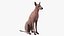 Xoloitzcuintle Mexican Hairless Breed Dog Fur