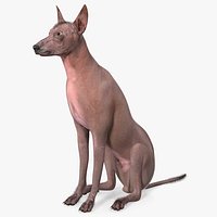 Xoloitzcuintle Mexican Hairless Breed Dog Fur