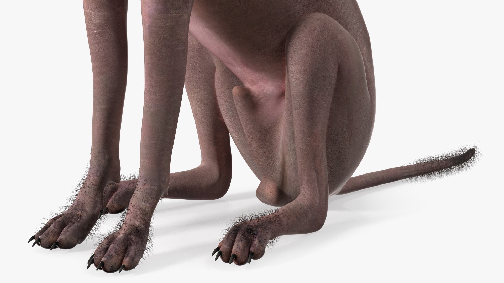 3D Xoloitzcuintle Mexican Hairless Breed Dog Fur https://p.turbosquid.com/ts-thumb/Zf/YBlXPQ/dP/xoloitzcuintlemexicanhairlessbreeddogfurmb3dmodel013/jpg/1702093414/1920x1080/fit_q87/e075cadd304a4a98cc208eaf2ce5b9d82db97962/xoloitzcuintlemexicanhairlessbreeddogfurmb3dmodel013.jpg