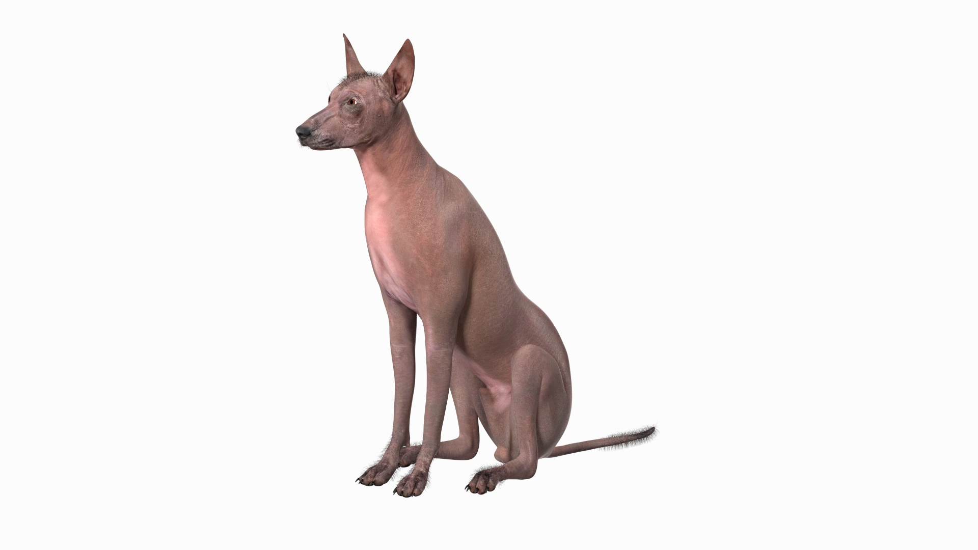 3D Xoloitzcuintle Mexican Hairless Breed Dog Fur TurboSquid 2163580