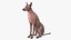 Xoloitzcuintle Mexican Hairless Breed Dog Fur