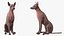 Xoloitzcuintle Mexican Hairless Breed Dog Fur