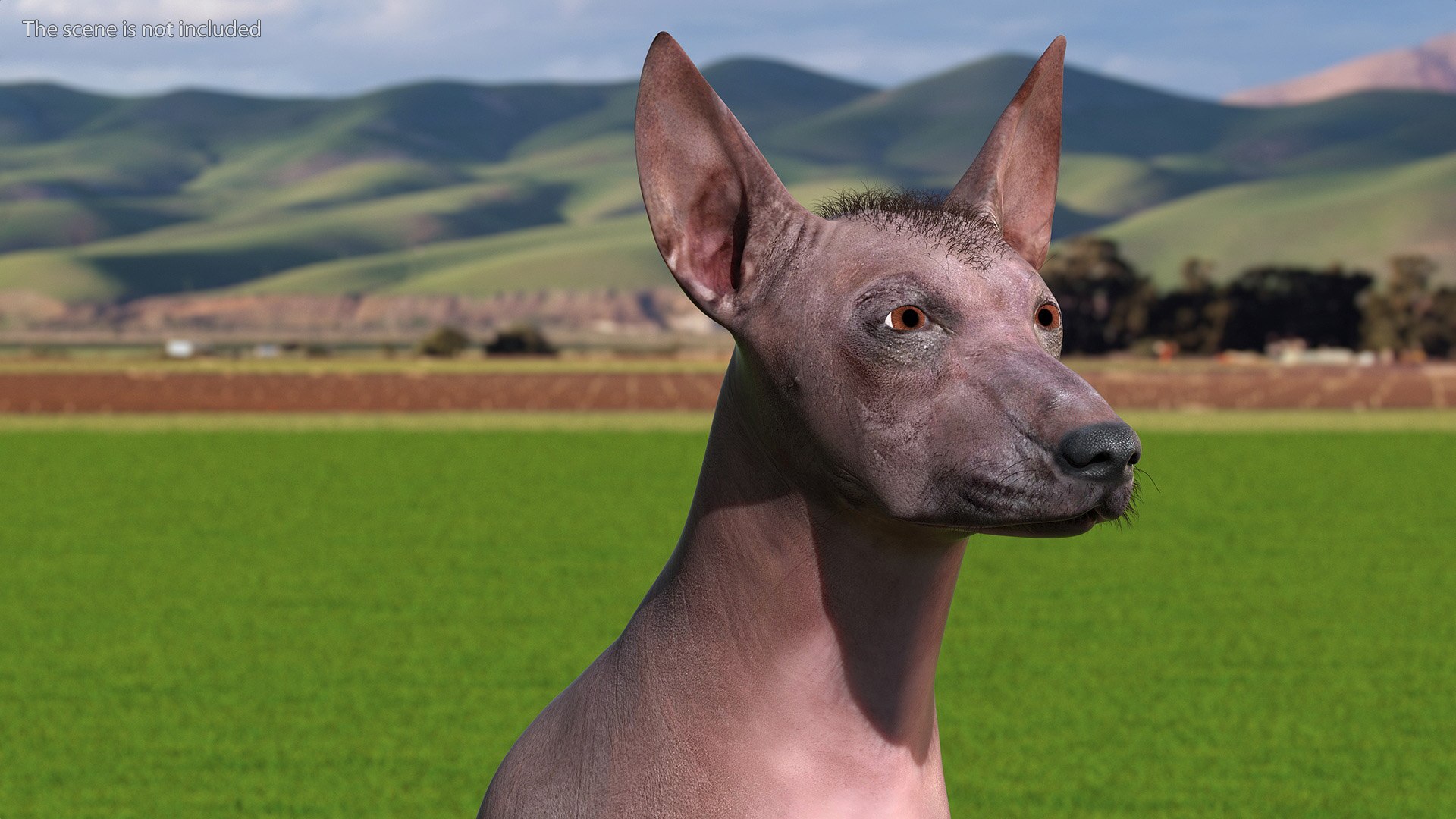 3D Xoloitzcuintle Mexican Hairless Breed Dog Fur https://p.turbosquid.com/ts-thumb/Zf/YBlXPQ/oq/xoloitzcuintlemexicanhairlessbreeddogfurmb3dmodel005/jpg/1702093377/1920x1080/fit_q87/e3bb52a2624e4d6ee916213f52ad3e1455929cb3/xoloitzcuintlemexicanhairlessbreeddogfurmb3dmodel005.jpg