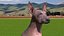 Xoloitzcuintle Mexican Hairless Breed Dog Fur