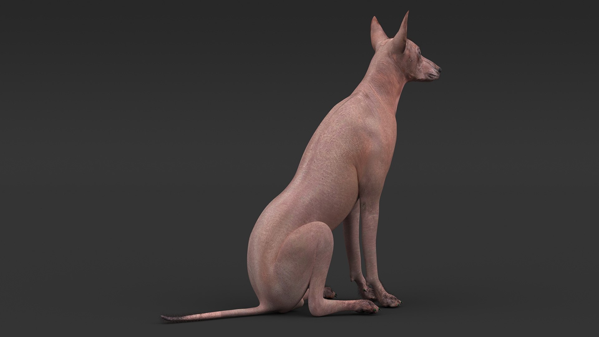 3D Xoloitzcuintle Mexican Hairless Breed Dog Fur https://p.turbosquid.com/ts-thumb/Zf/YBlXPQ/rW/xoloitzcuintlemexicanhairlessbreeddogfurmb3dmodel007/jpg/1702093386/1920x1080/fit_q87/572aa677c75bc951cd255931f4794e376aa7d19a/xoloitzcuintlemexicanhairlessbreeddogfurmb3dmodel007.jpg