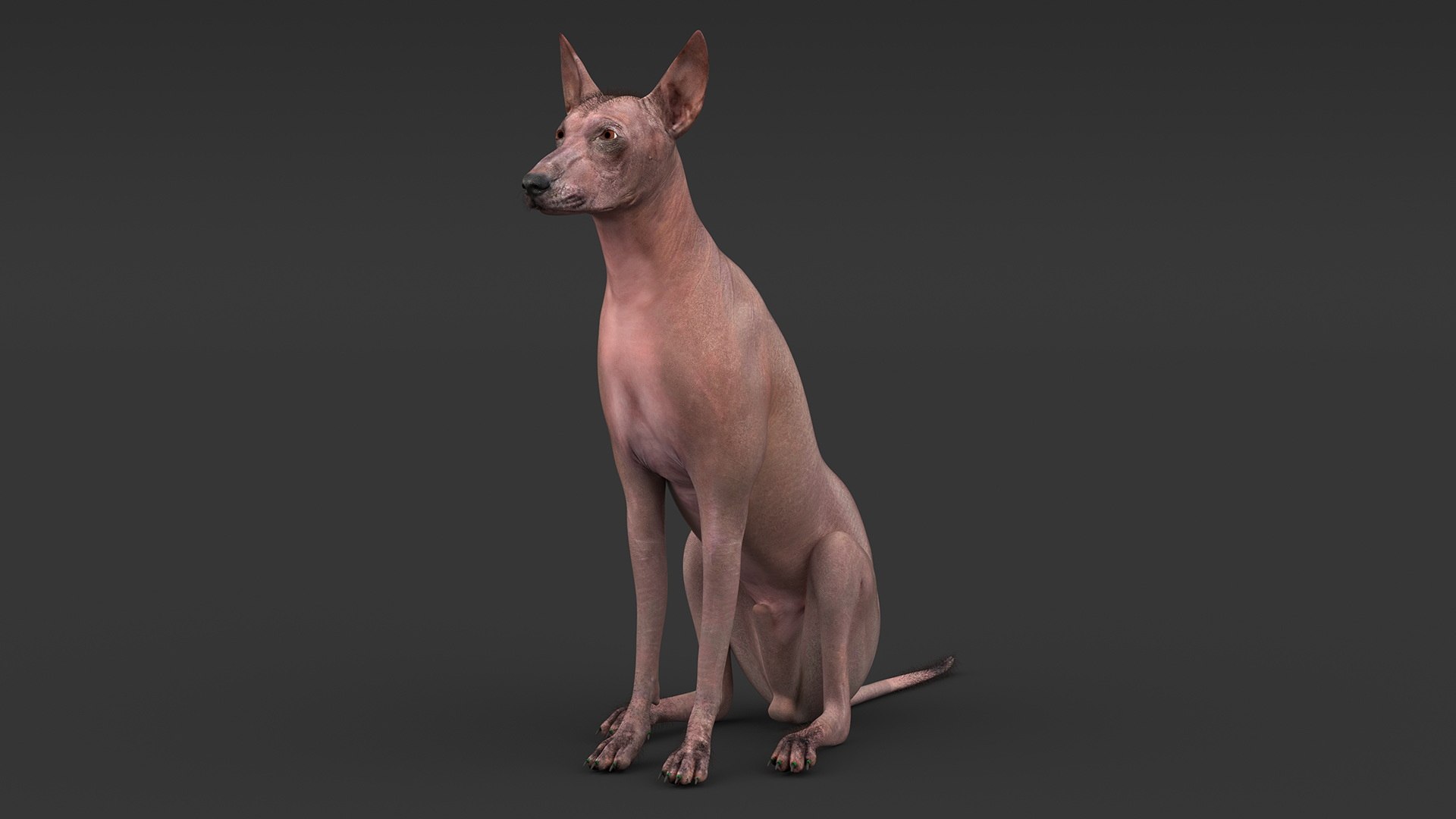 3D Xoloitzcuintle Mexican Hairless Breed Dog Fur https://p.turbosquid.com/ts-thumb/Zf/YBlXPQ/zX/xoloitzcuintlemexicanhairlessbreeddogfurmb3dmodel006/jpg/1702093380/1920x1080/fit_q87/52bc08f948185e3d89083014f04acc7273c97d47/xoloitzcuintlemexicanhairlessbreeddogfurmb3dmodel006.jpg