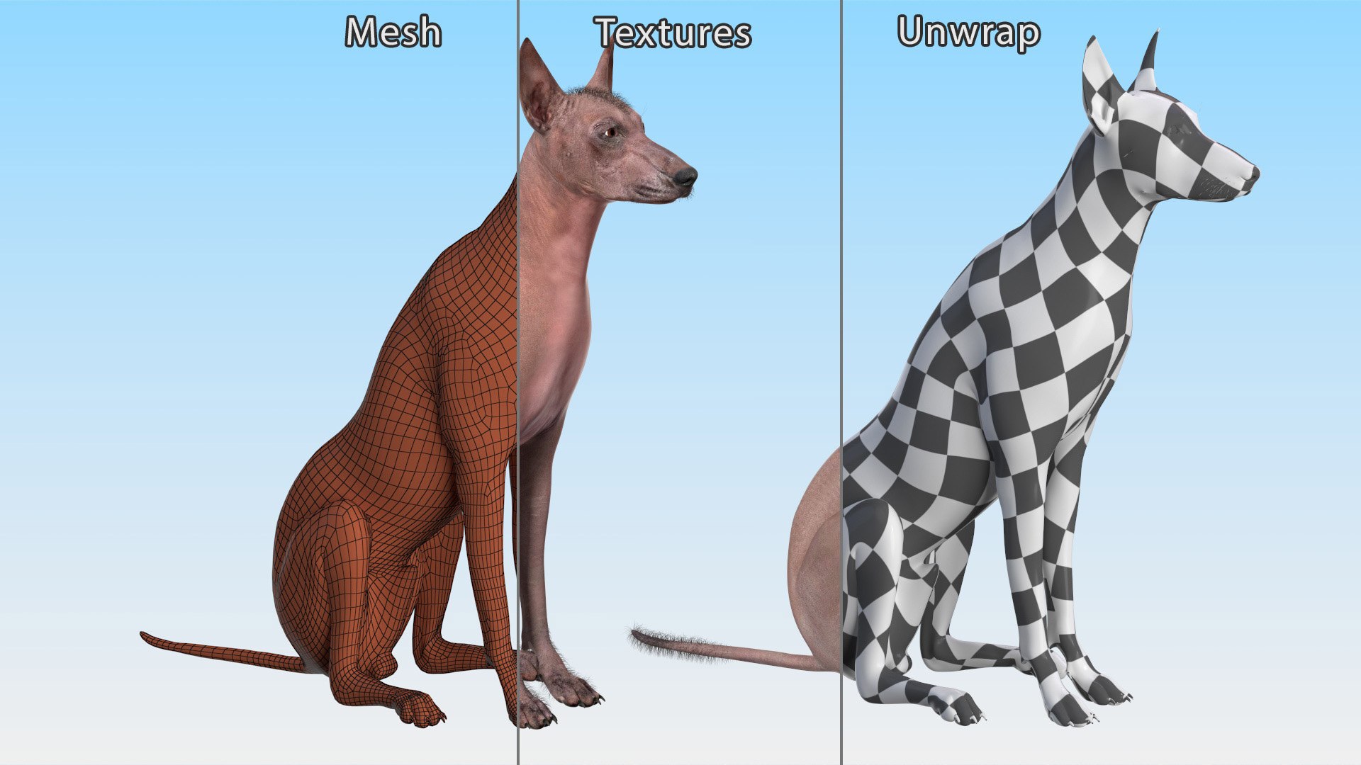 3D Xoloitzcuintle Mexican Hairless Breed Dog Fur https://p.turbosquid.com/ts-thumb/Zf/YBlXPQ/zo/xoloitzcuintlemexicanhairlessbreeddogfurmb3dmodel014/jpg/1702093419/1920x1080/fit_q87/343e942e66b62c93d6e0f305b943e1ea4f02eb86/xoloitzcuintlemexicanhairlessbreeddogfurmb3dmodel014.jpg