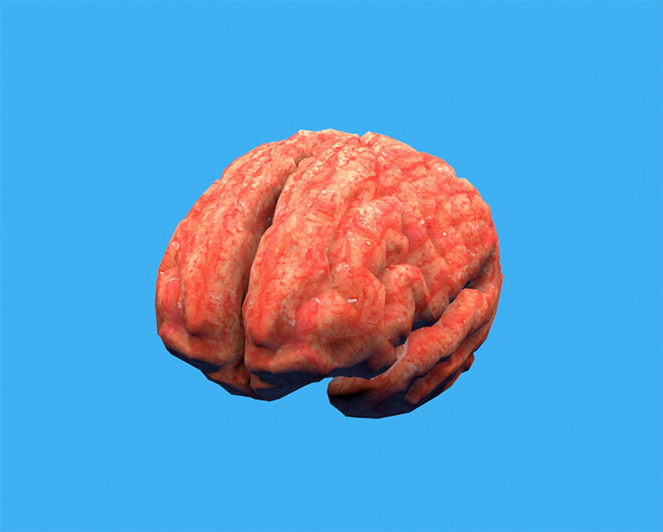 3d model human brain https://p.turbosquid.com/ts-thumb/Zf/q2p8br/7BKStBFm/1/jpg/1400881288/1920x1080/fit_q87/acd84a4fb571400fe2e4691d831051cd4e53be06/1.jpg