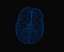 Brain human