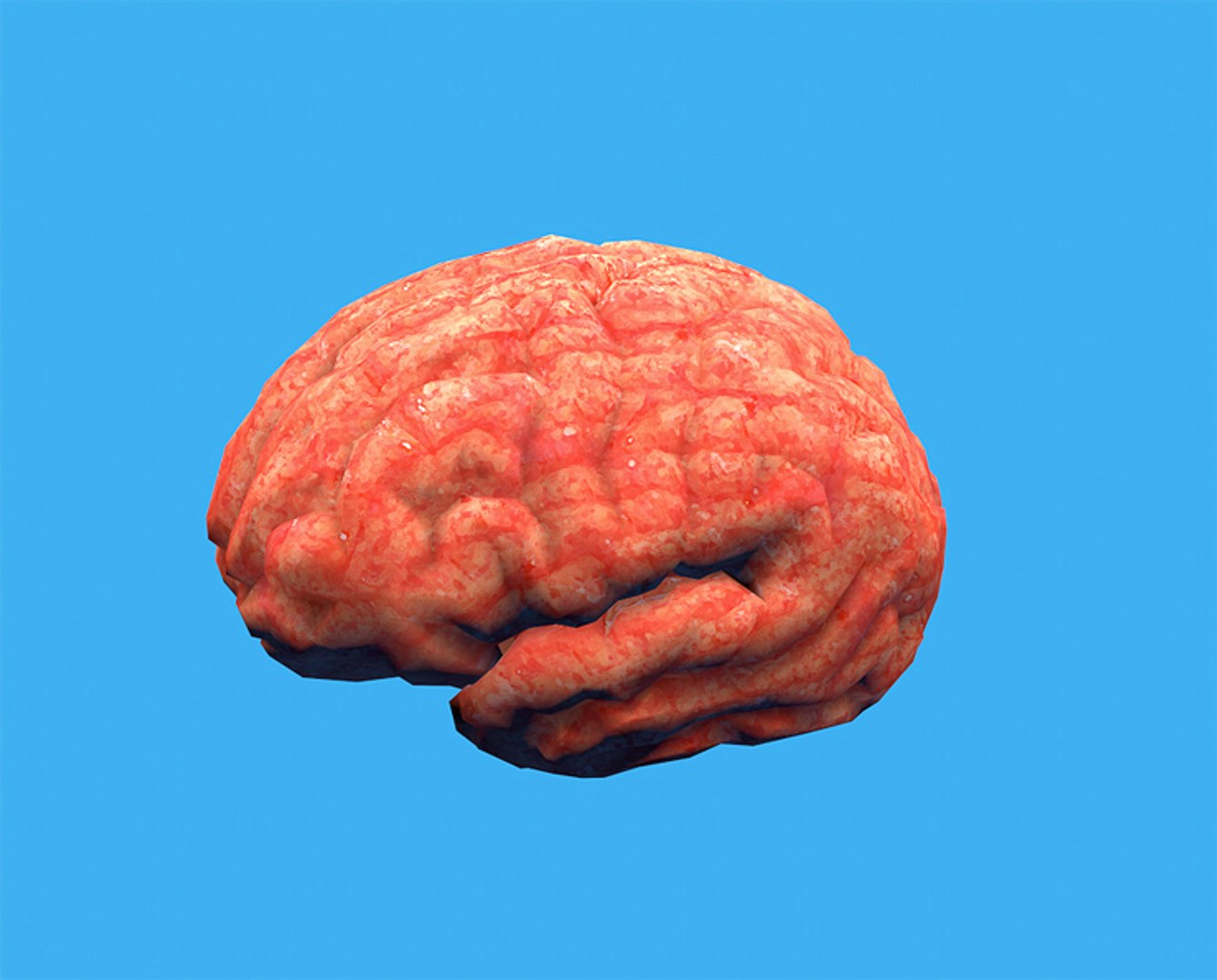3d model human brain https://p.turbosquid.com/ts-thumb/Zf/q2p8br/NooiuRXT/2/jpg/1400881290/1920x1080/fit_q87/0e2a86c8acf1250261bf2a237f7c4606d5b4db6a/2.jpg