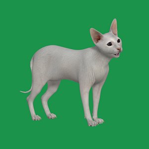 White Kitten Oriental Shorthair Cat