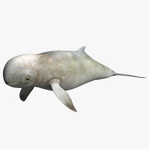Irrawaddy Dolphin