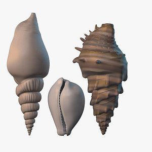 3d seashells modeled