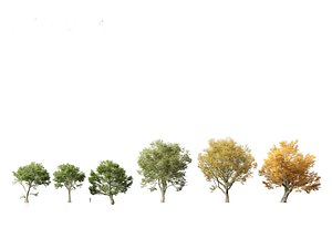 3D Acer pseudoplatanus - Sycamore maple