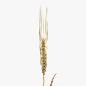 Barley