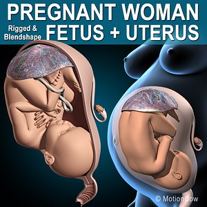 Pregnant - Fetus and Uterus