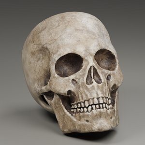 Decorative Skull - Blender Cycles model