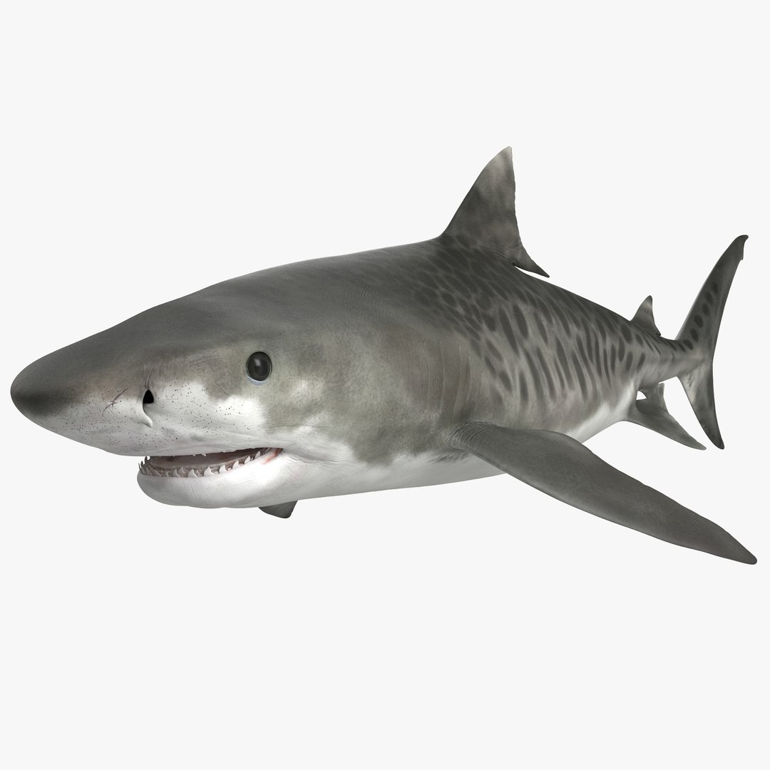 Tiger Shark Rigged for Maya 3D model preview