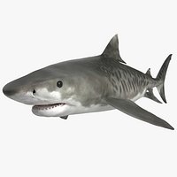 Tiger Shark Rigged for Maya
