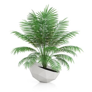 3d palm tree modern model