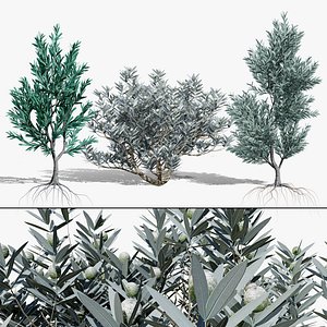 Leucadendron Argenteum 3D Asset