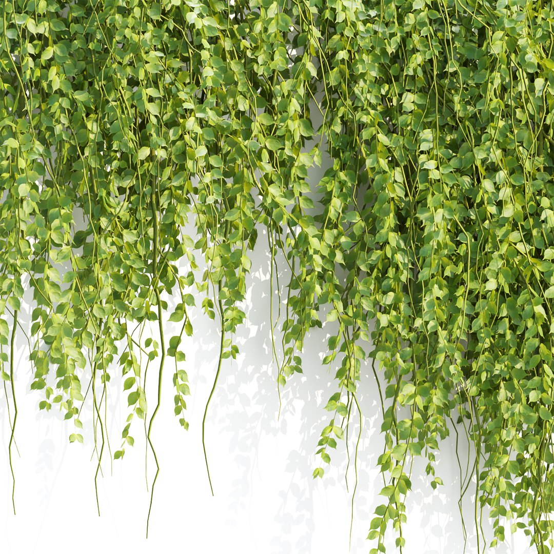 Ivy Hanging Wall Plants Collection Vol 307 3D model https://p.turbosquid.com/ts-thumb/Zg/VARaTU/hW/2/jpg/1759141457/1920x1080/fit_q87/c50beacc126c924bcf77690d635d818b1c4d480d/2.jpg