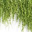 Ivy Hanging Wall Plants Collection Vol 307