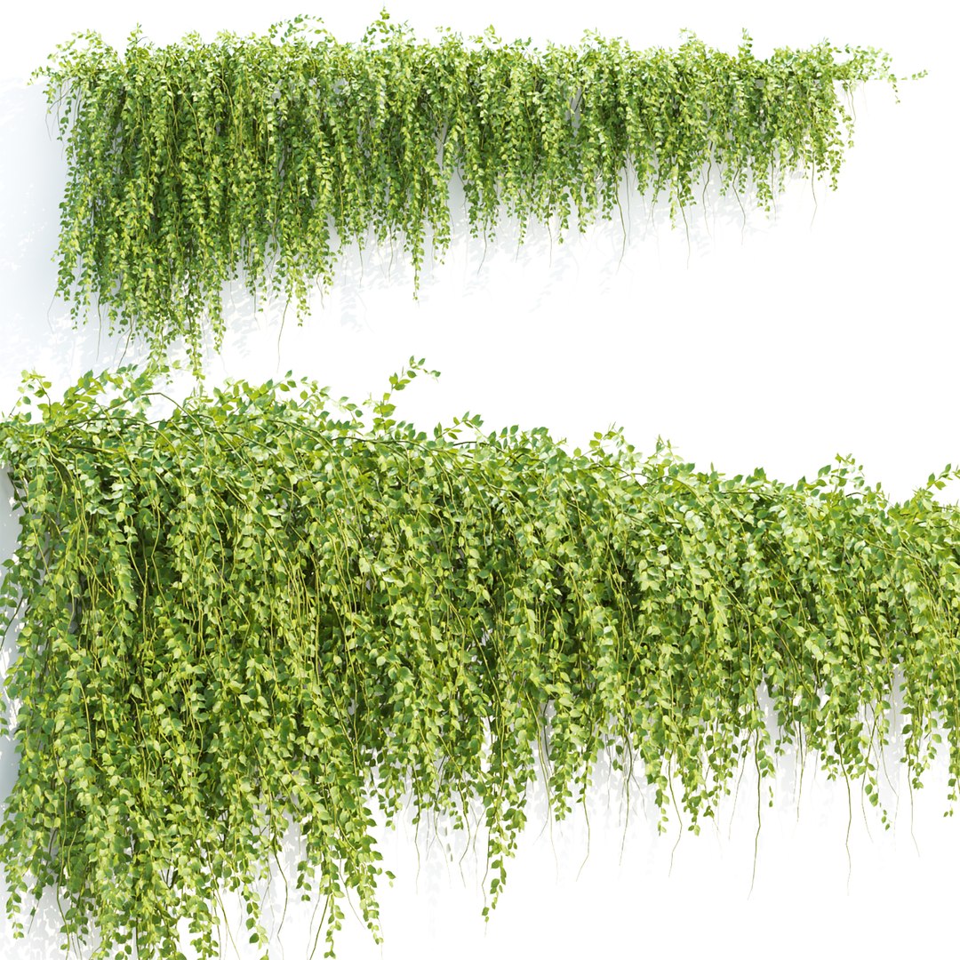 Ivy Hanging Wall Plants Collection Vol 307 3D model https://p.turbosquid.com/ts-thumb/Zg/VARaTU/rv/3/jpg/1759141464/1920x1080/fit_q87/6be37bb4a3777836b13f538cd23064026e5fa553/3.jpg